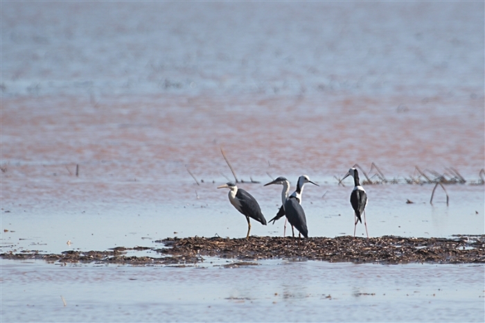 _800Jabiru Rock_Magpie Geese1210_m_3_PiedHerons-Stilts